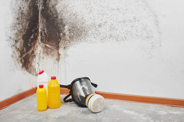 Best Basement Mold Remediation in Slidell, LA