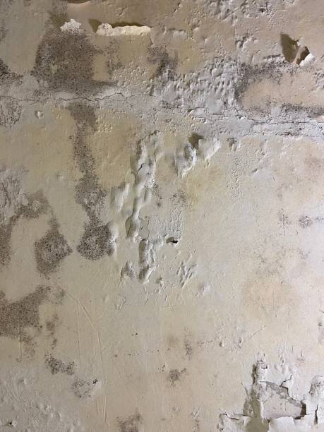 Slidell, LA Mold Remediation Company